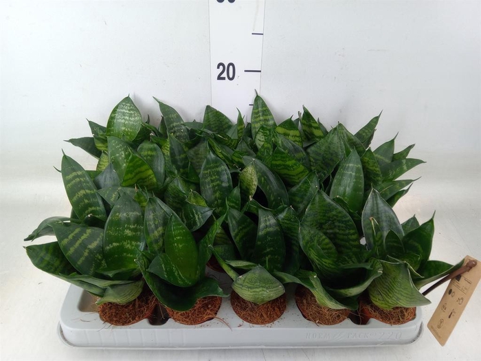 <h4>Sansevieria trifa. 'Hahnii'</h4>