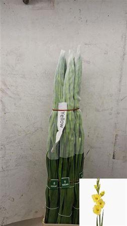 <h4>Glad Gr Bananarama</h4>