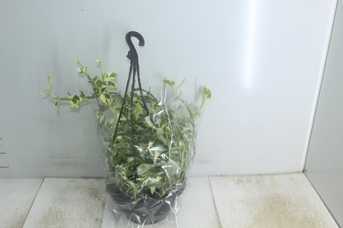 <h4>JIBOIA NJOY C21</h4>