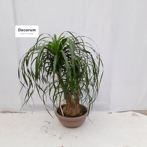 Beaucarnea vertakt op nummer 01