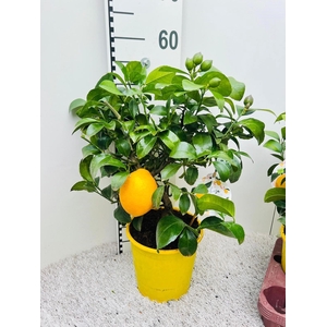 Citrus meyeri Lemon bush/stem (s2)