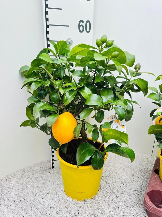 <h4>Citrus meyeri Lemon bush/stem (s2)</h4>