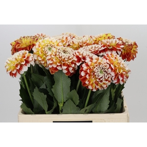 Dahlia Jowey Fantasy