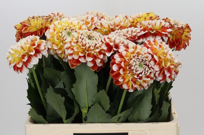 <h4>Dahlia Jowey Fantasy</h4>