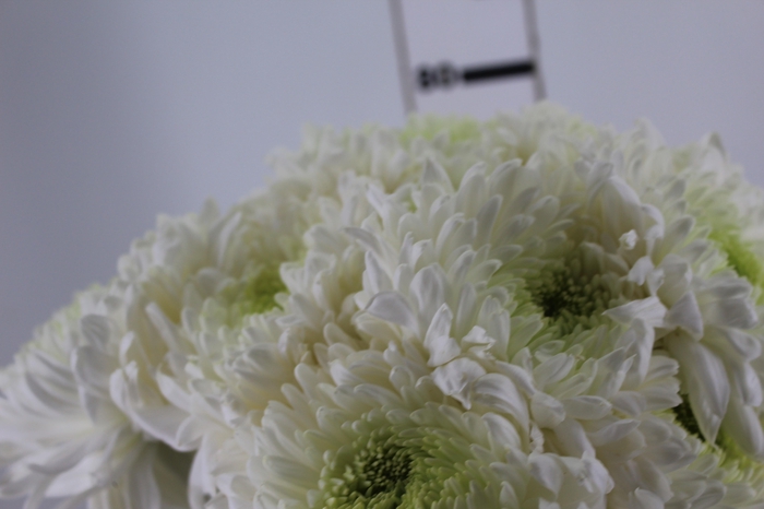 ANASTASIA MAGNUM 080 CM BRANCO