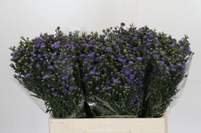 Aster Baby Blue