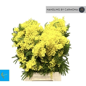 Acacia Baileya Bl Bs