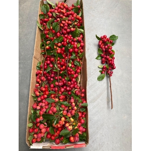 MALUS TAK RED SENTINAL 50CM