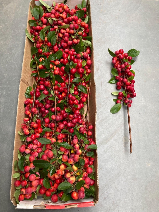 <h4>MALUS TAK RED SENTINAL 50CM</h4>