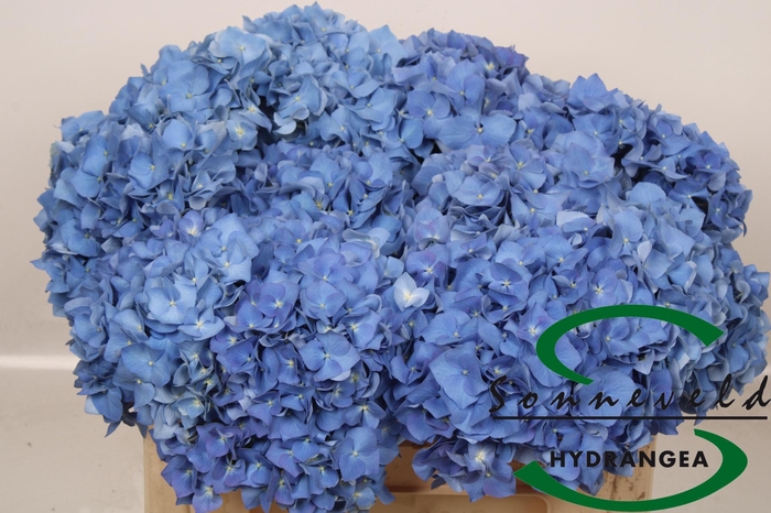 <h4>HYDR M CH PIMPERNEL</h4>