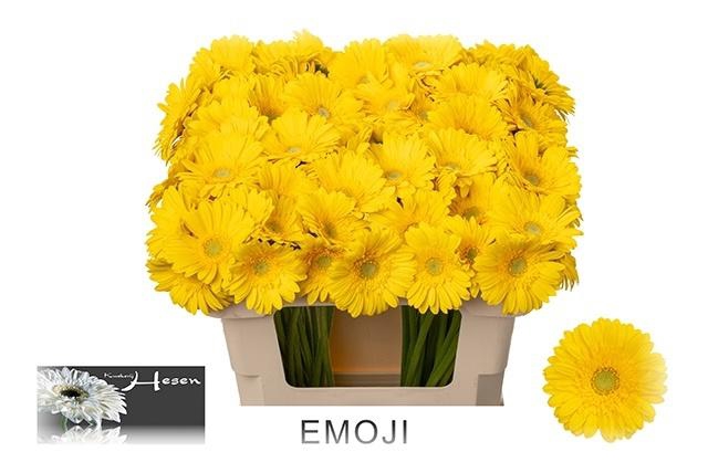 <h4>GE MI EMOJI</h4>