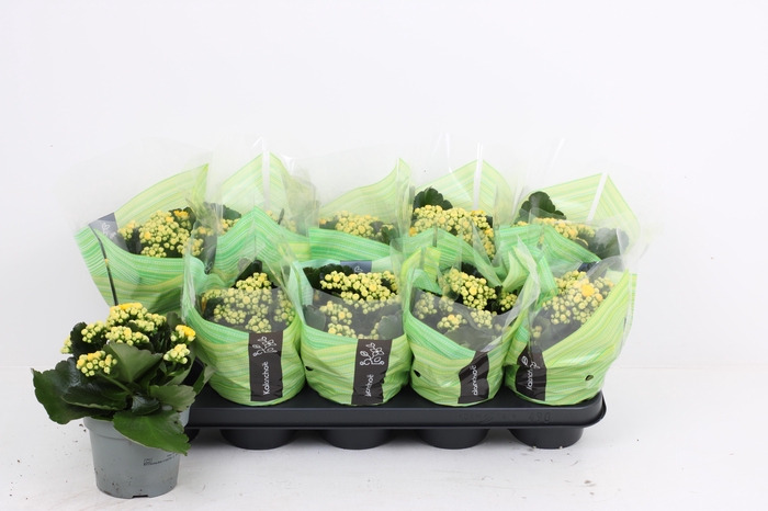 <h4>KAL GE LINDSAYQ3</h4>