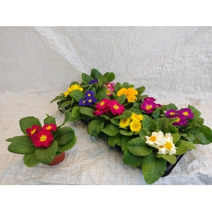 PRIM ACAULIS GEMENGD