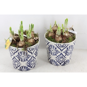arr4 Narcis PL - Ker. pot delft blauw x3