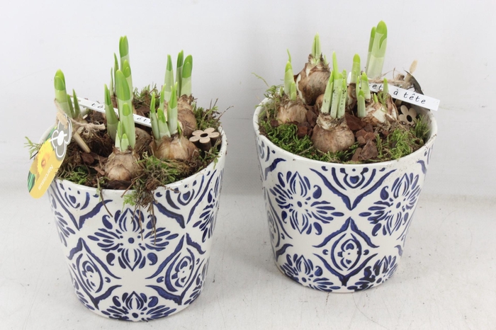 <h4>arr4 Narcis PL - Ker. pot delft blauw x3</h4>