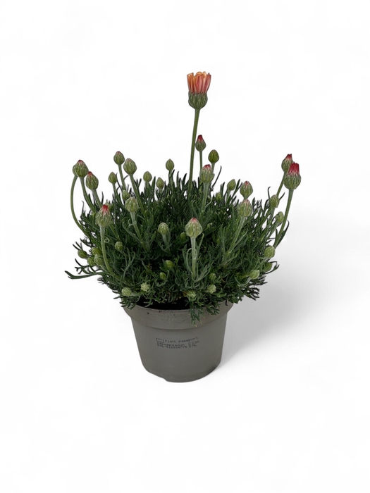 <h4>Rhodanthemum hosmariense 'Zagora Orange'</h4>
