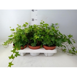 Hedera helix 'Wonder'