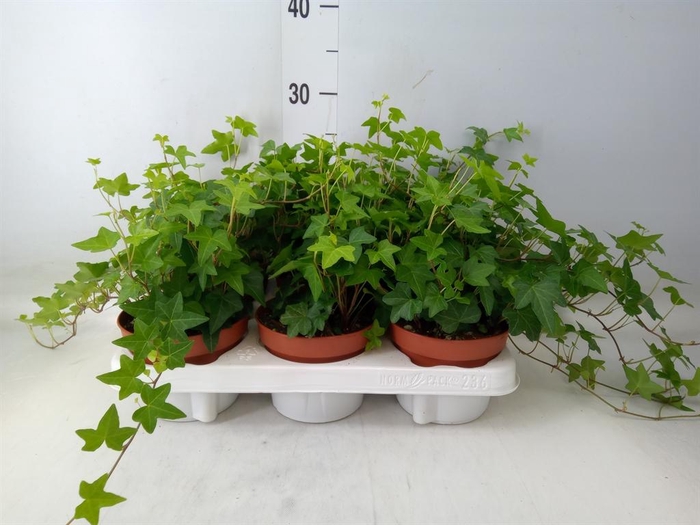 <h4>Hedera helix 'Wonder'</h4>