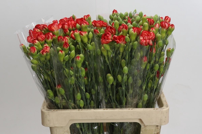 <h4>Dianthus Sp Lander</h4>