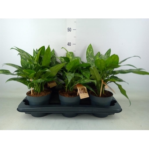 Aglaonema  'Maria'