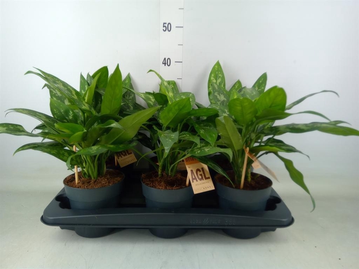 <h4>Aglaonema  'Maria'</h4>