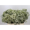 Chamelaucium Ofir
