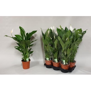 Spathiphyllum Verdi 17Ø 75cm 4fl