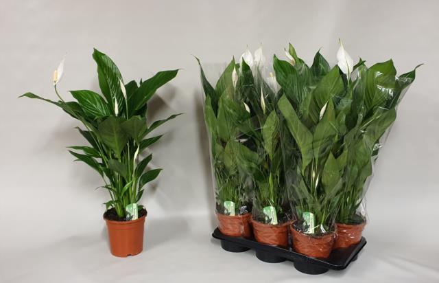 Spathiphyllum Verdi 17Ø 75cm 4fl
