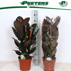 Ficus elastica Abidjan 24Ø 90cm 3pp