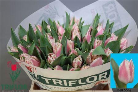 <h4>Tu Fr Bell Song</h4>