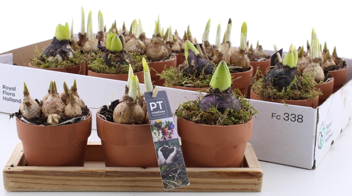 <h4>ARR BOL KNOLGEWAS</h4>