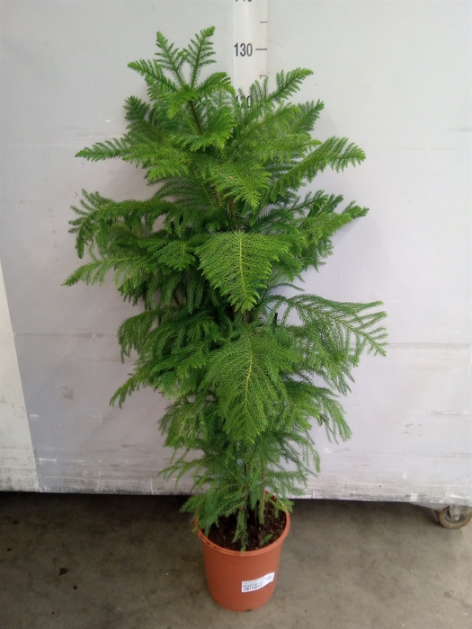 <h4>Araucaria heterophylla</h4>