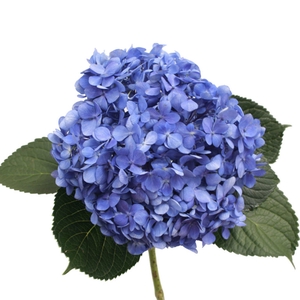 HYDR PREMIUM BLUE ELECTRIC
