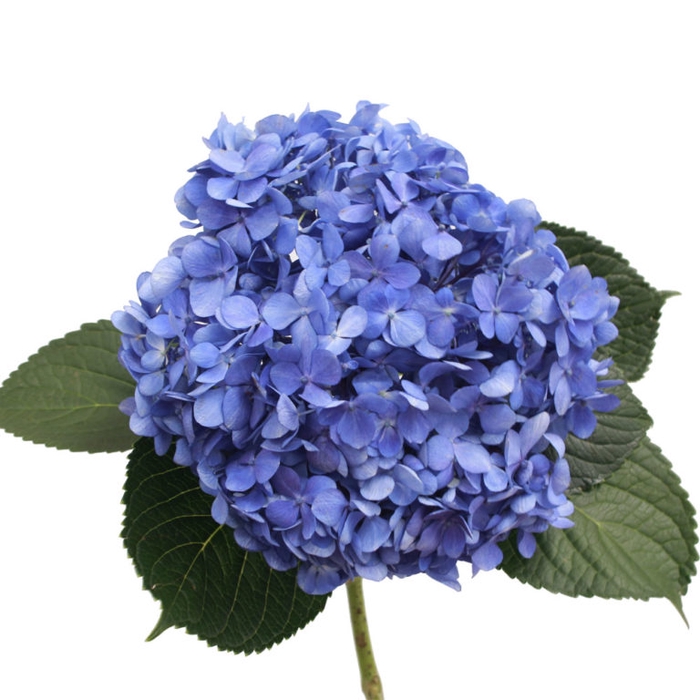 <h4>HYDR PREMIUM BLUE ELECTRIC</h4>