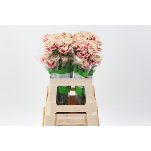 Di St Merletto Salmon 60cm