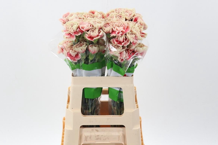 <h4>Di St Merletto Salmon 60cm</h4>