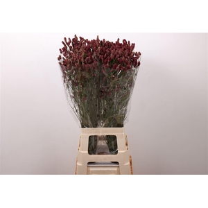 Sanguisorba Of Red Dream