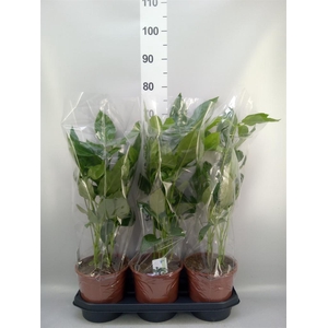 Schefflera actin. 'Amate'