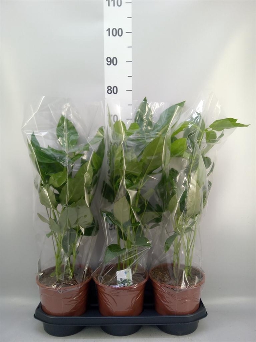 <h4>Schefflera actin. 'Amate'</h4>