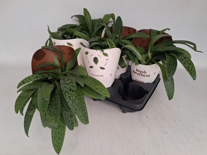 <h4>DRIMIOPSIS MACULATA</h4>
