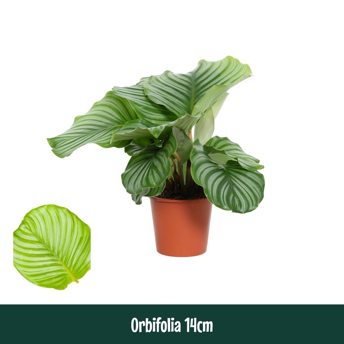 <h4>Calathea 14cm Orbifolia - Living</h4>