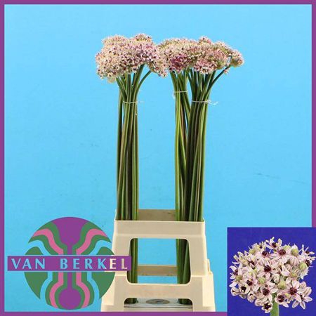 <h4>Allium Silverspring</h4>