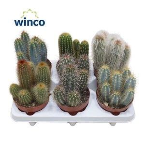 Cactus gemengd
