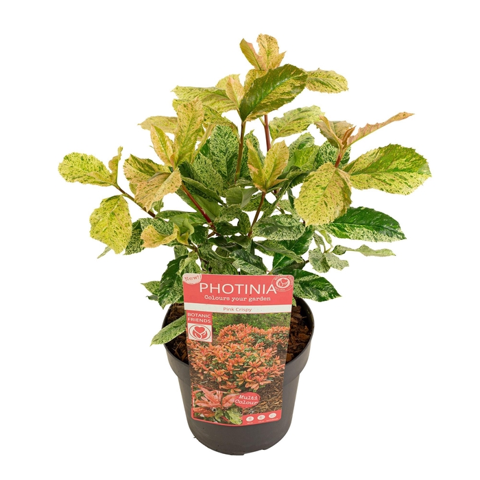 <h4>Photinia ser. 'Pink Crispy' ®</h4>