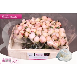 Paeonia Florence Nicholls