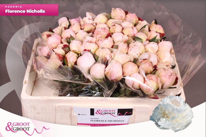 <h4>Paeonia Florence Nicholls</h4>