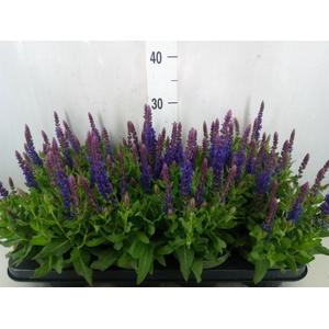 Salvia nemorosa 'Sensation Blue Dp'