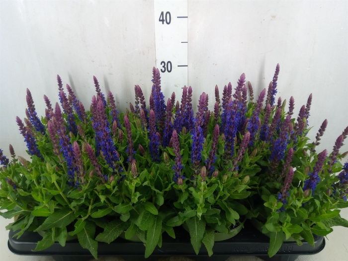 <h4>Salvia nemorosa 'Sensation Blue Dp'</h4>