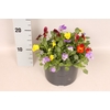 Viola cornuta 19 cm mix Yellow, Honeybee, Lavender Pink