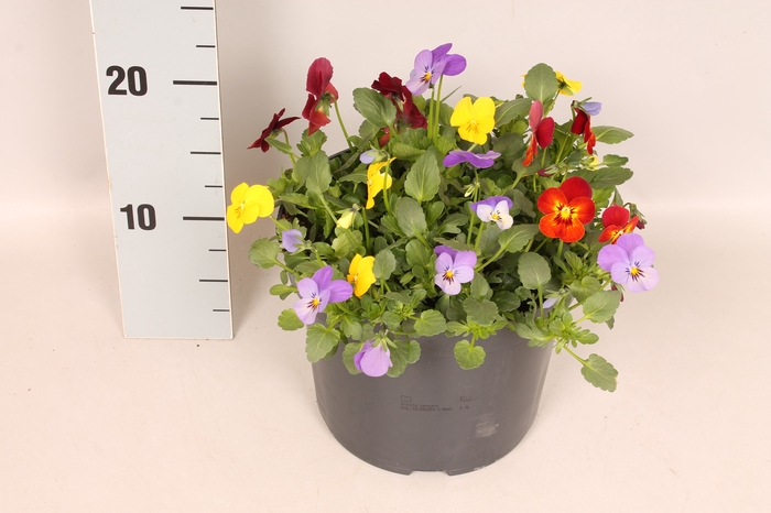 Viola cornuta 19 cm mix Yellow, Honeybee, Lavender Pink